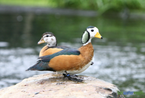 Afrikaanse pygmeegans