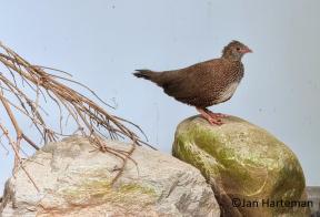 Ptilopachus petrosus