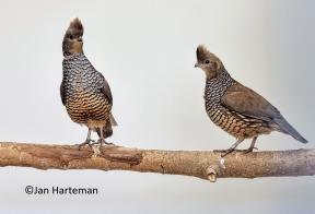 Blauwschubbenkwartel