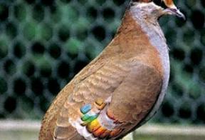 Sierlijke bronsvleugelduif