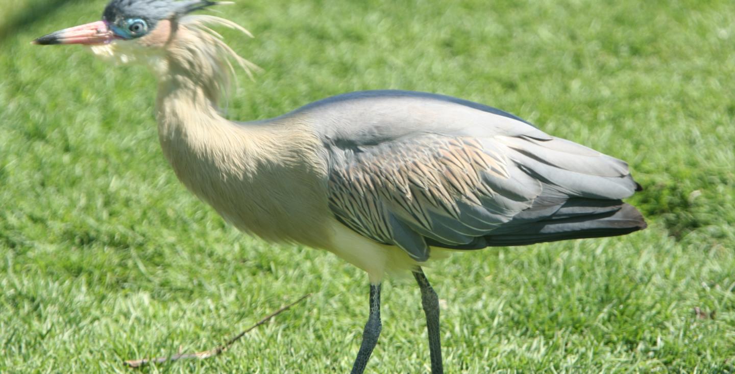 Fluitreiger