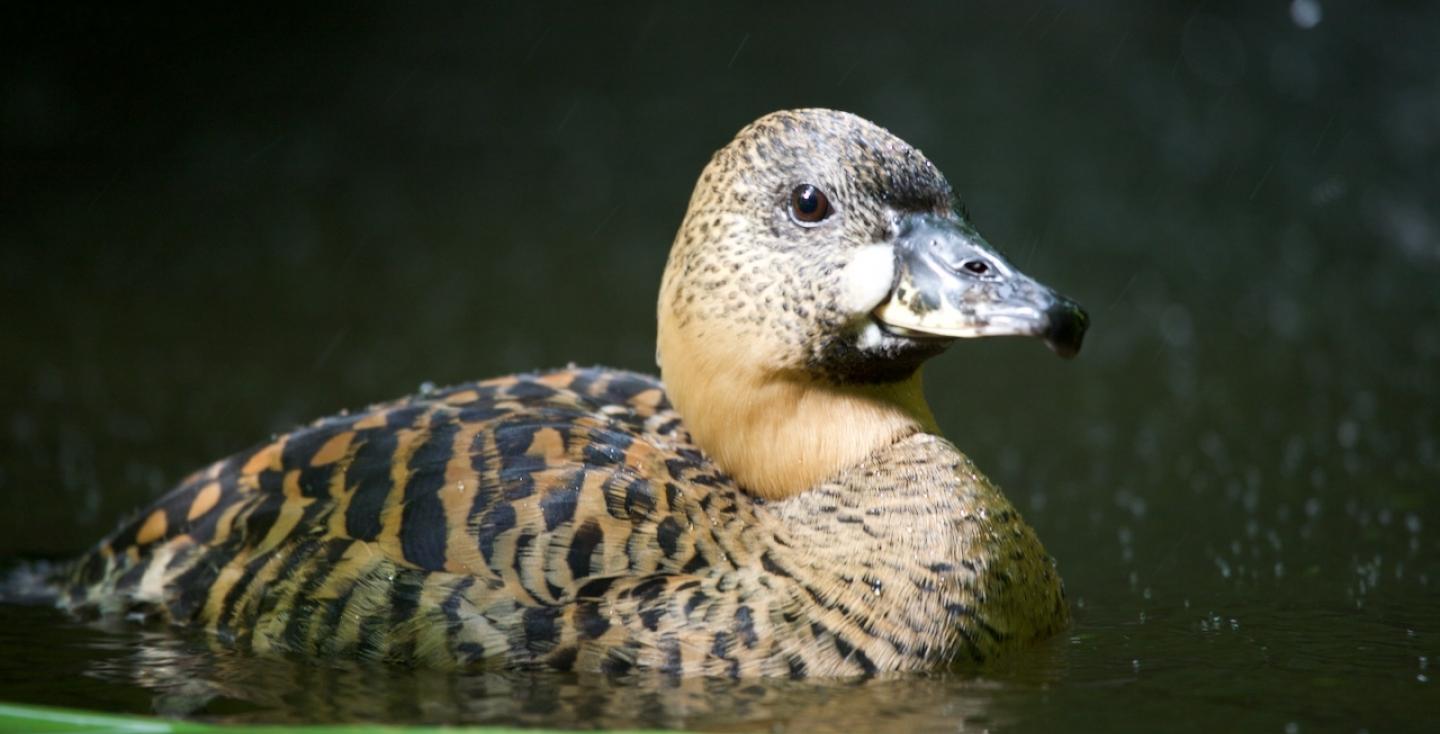 Witrugeend (Afrikaanse)