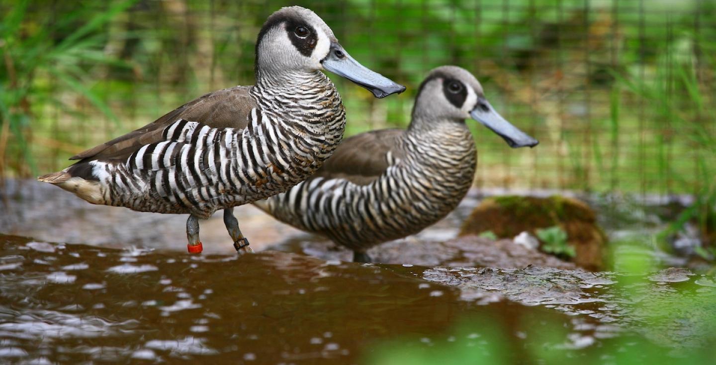 Pink-eared ducks, Roze-oor eenden