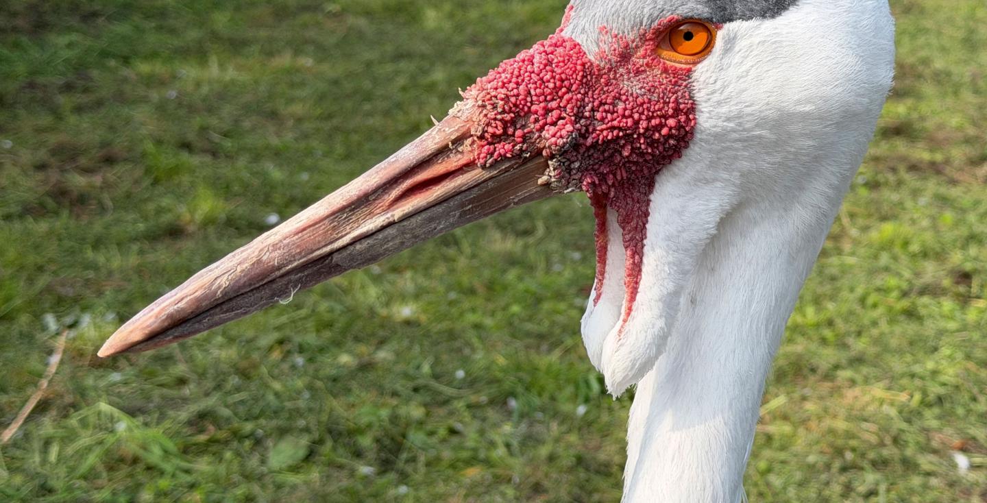 Siberische kraanvogel