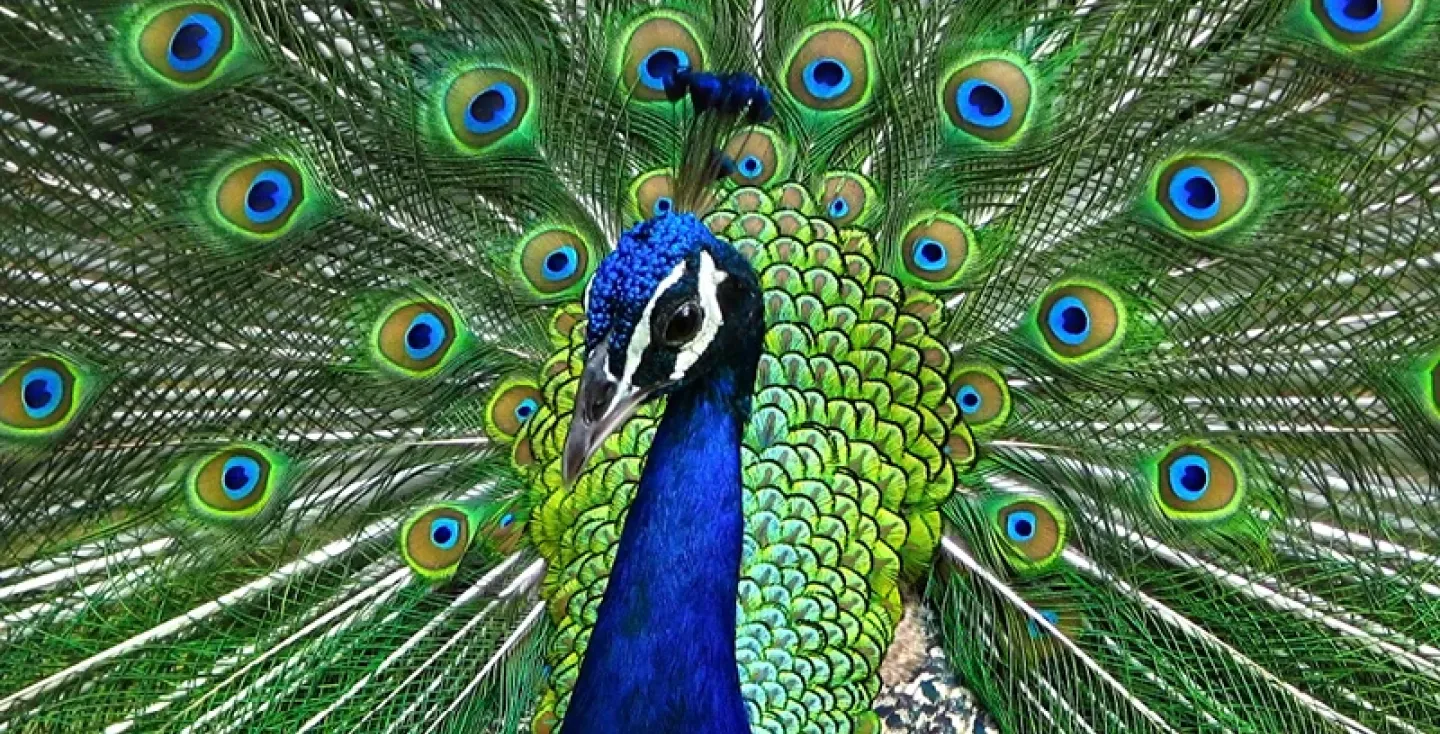 Sponsor Kaspers Faunafood