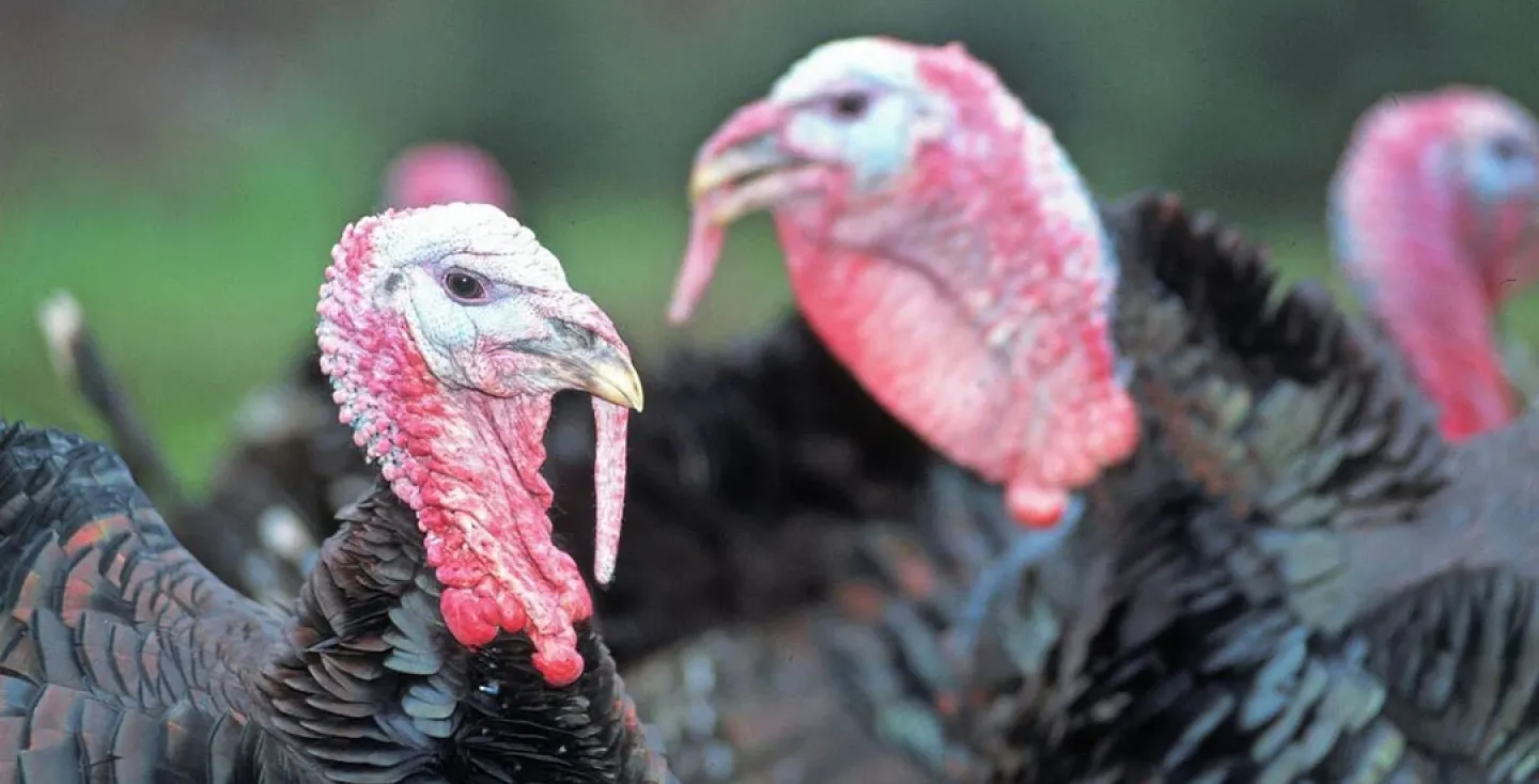 Vogelgriep kalkoenenbedrijf