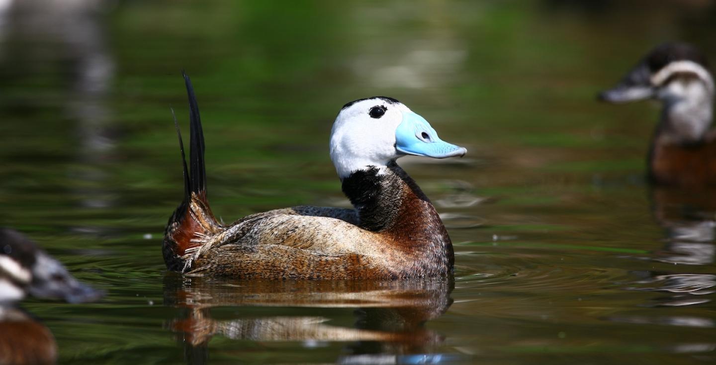 Witkop stekelstaarteend