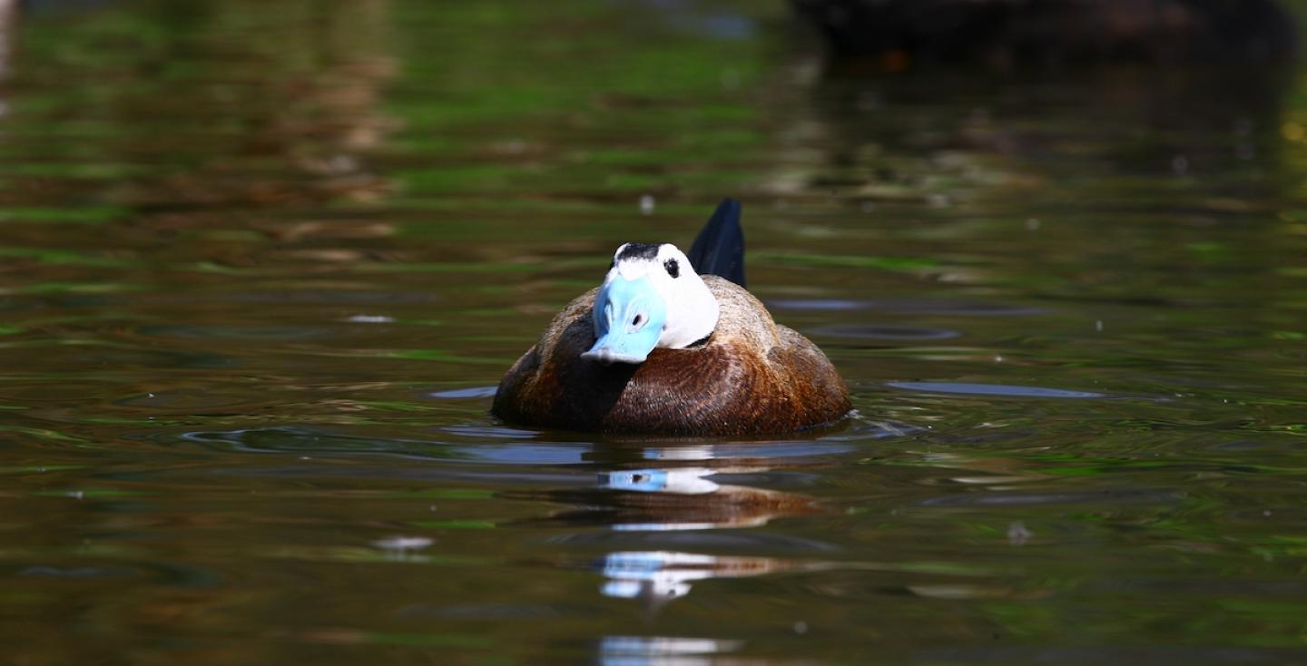 Witkop stekelstaarteend