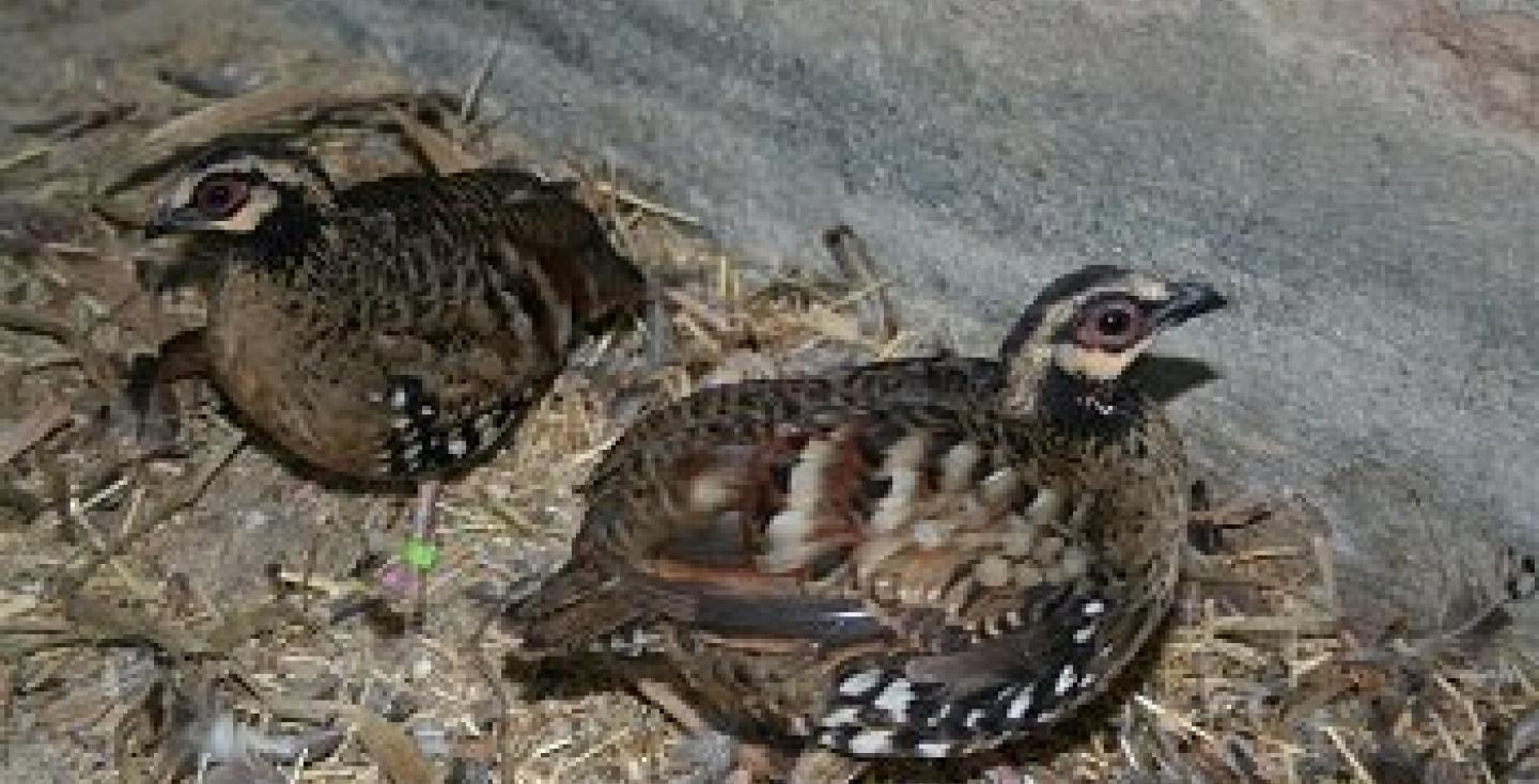 Bruinborst bospatrijs