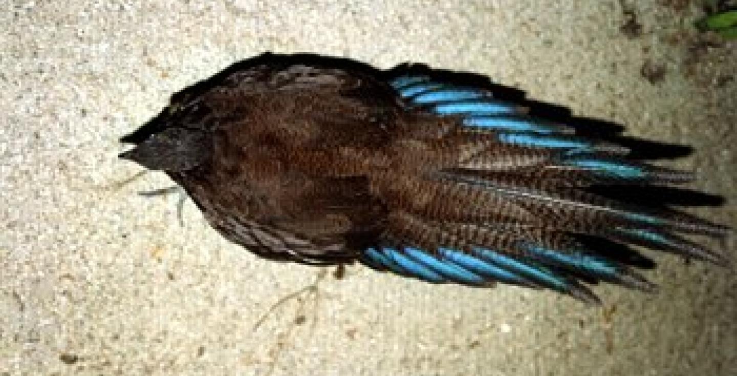 Bronsstaart pauwfazant