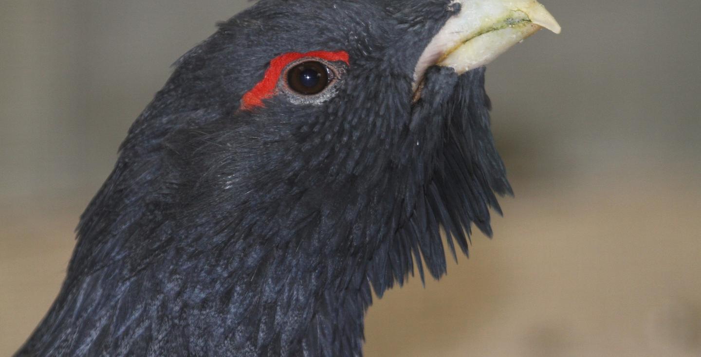 Auerhoen haan kopstudie