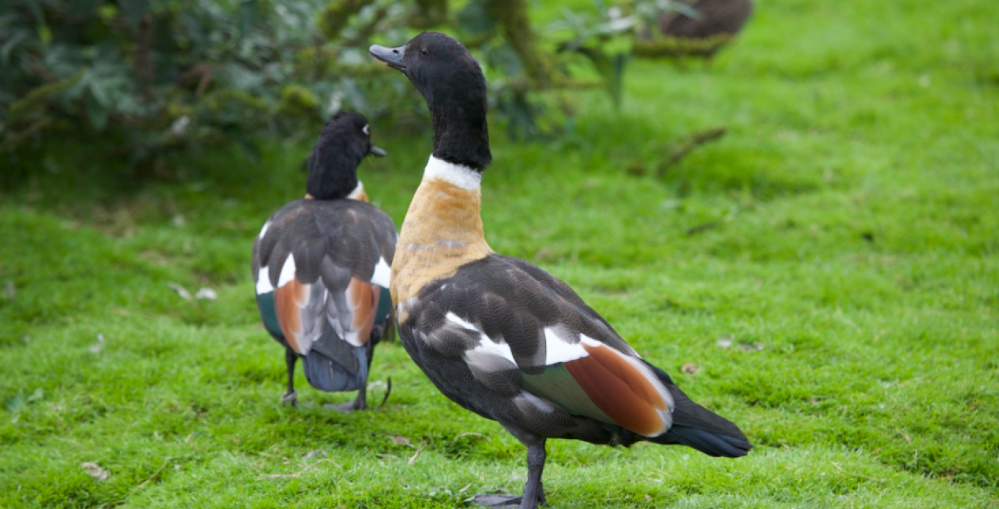 Australische casarca