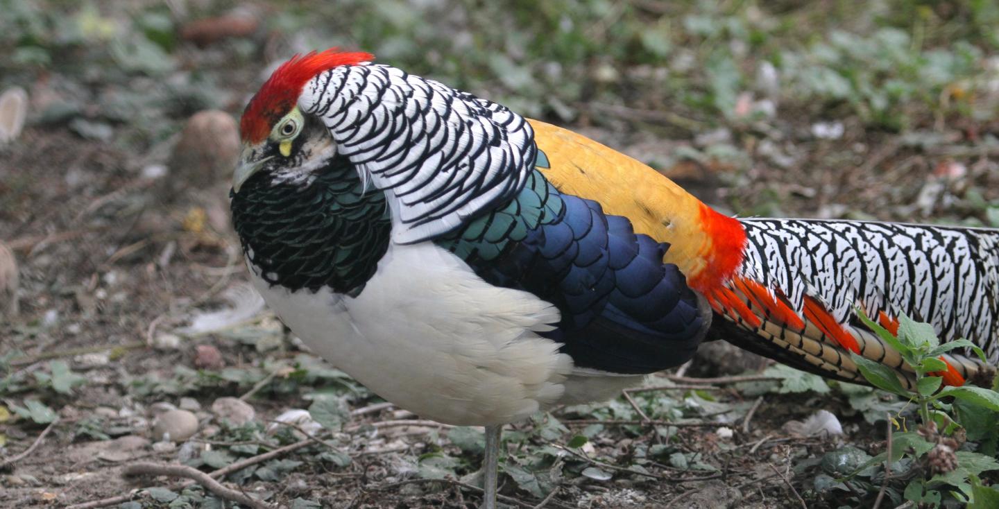 Lady Amherst fazant haan