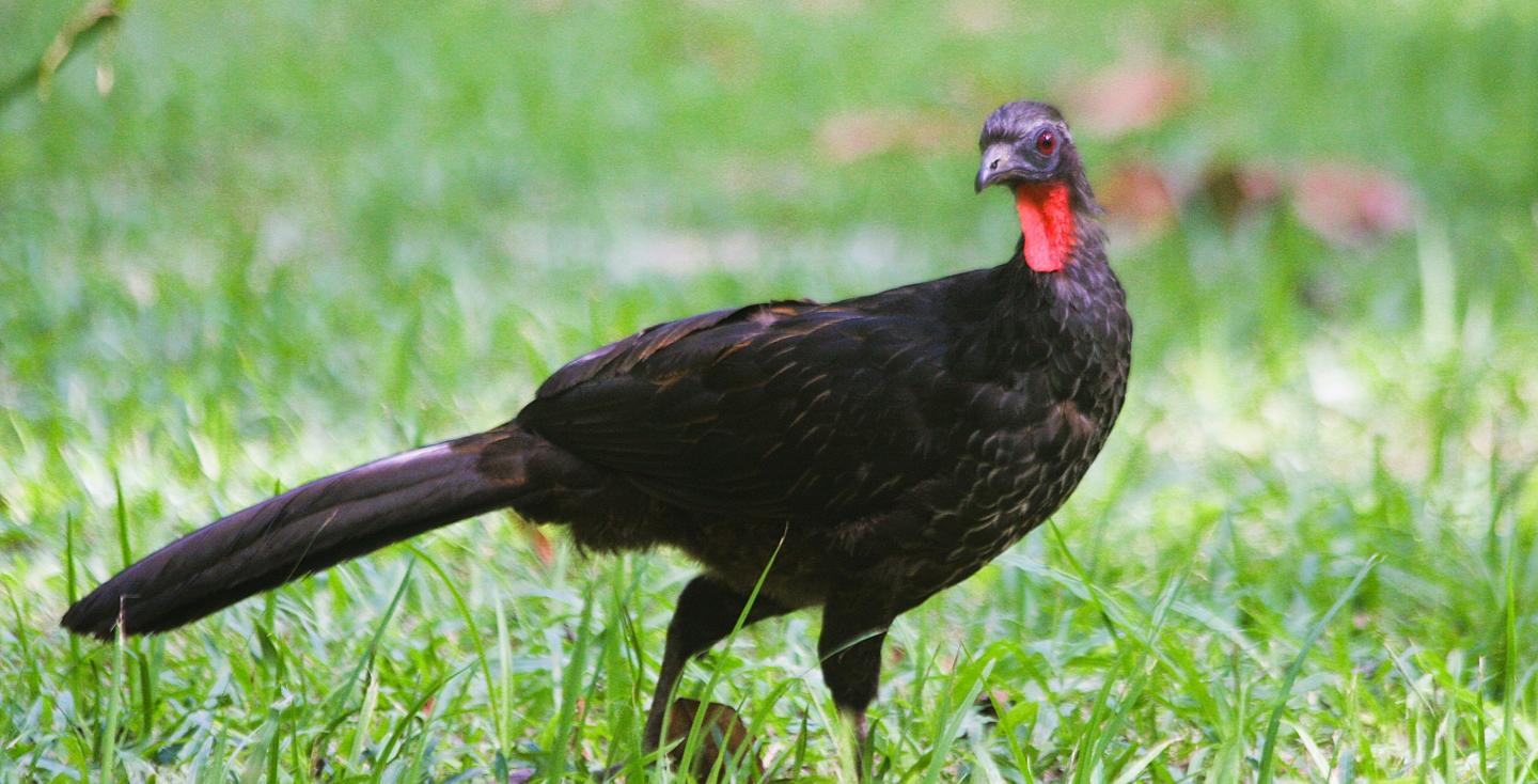 Penelope superciliaris