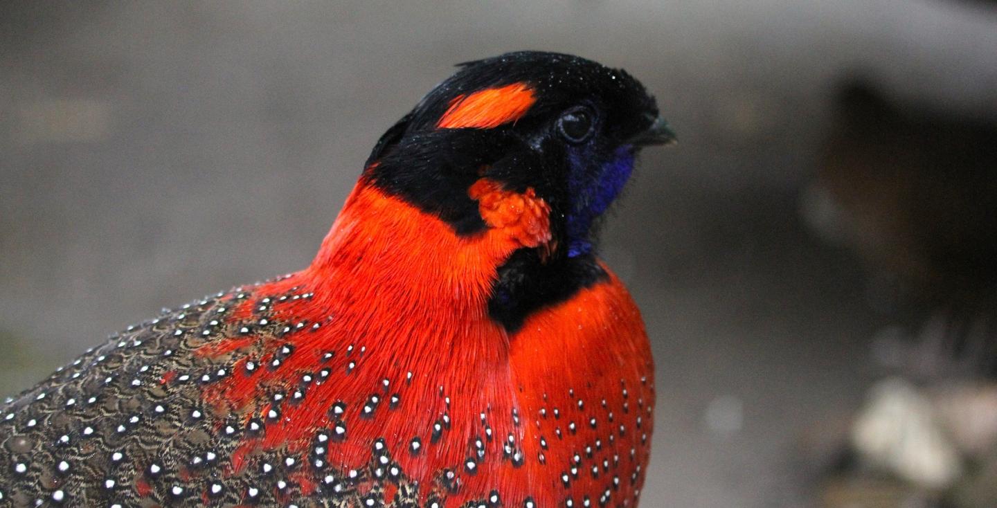 Satyrtragopaan haan kopstudie