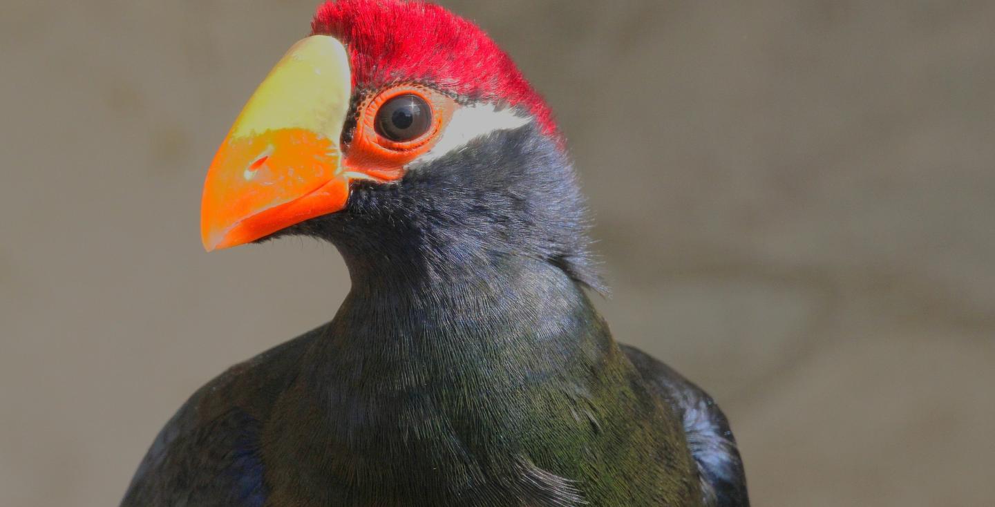 Schildtoerako kopstudie