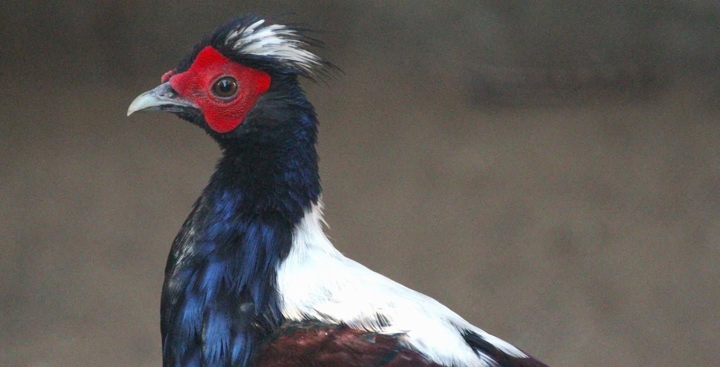 Swinhoe's fazant haan kopstudie