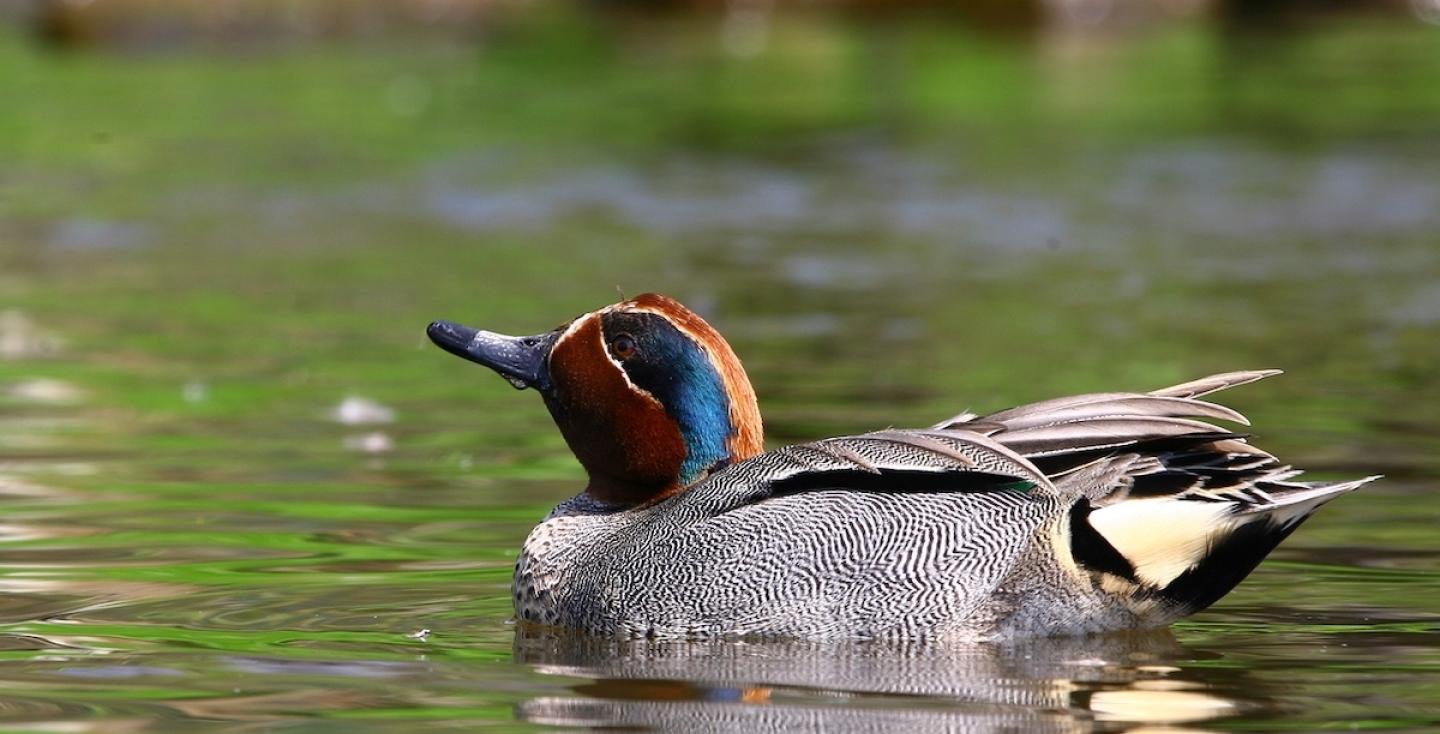 Wintertaling (europese)