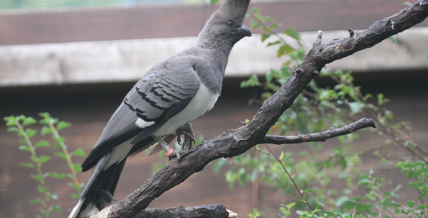  Naam Witbuik toerako