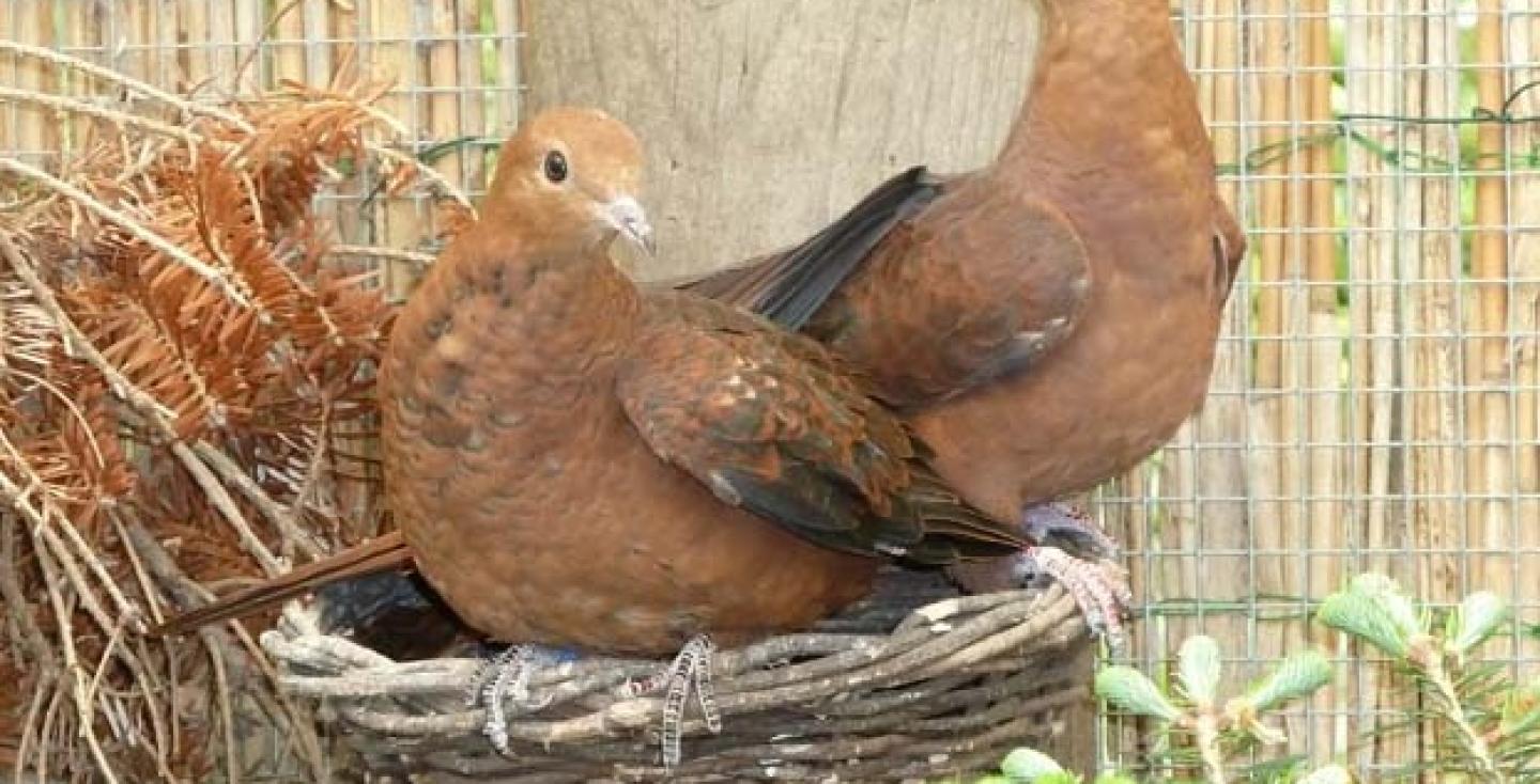 Indonesische koekoeksduif