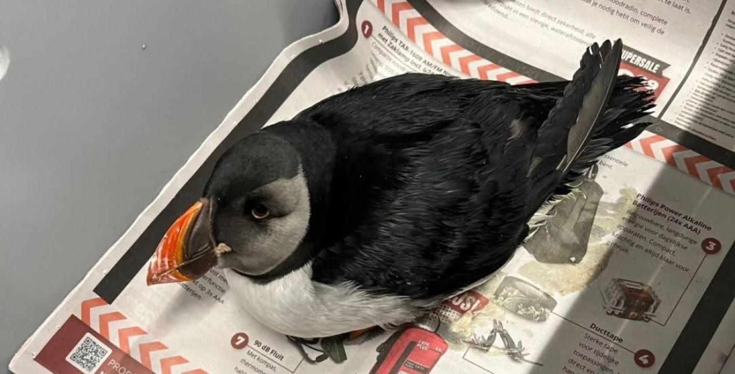 Verzwakte papegaaiduiker aangetroffen