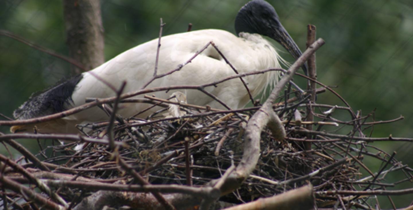 Australische witte ibis