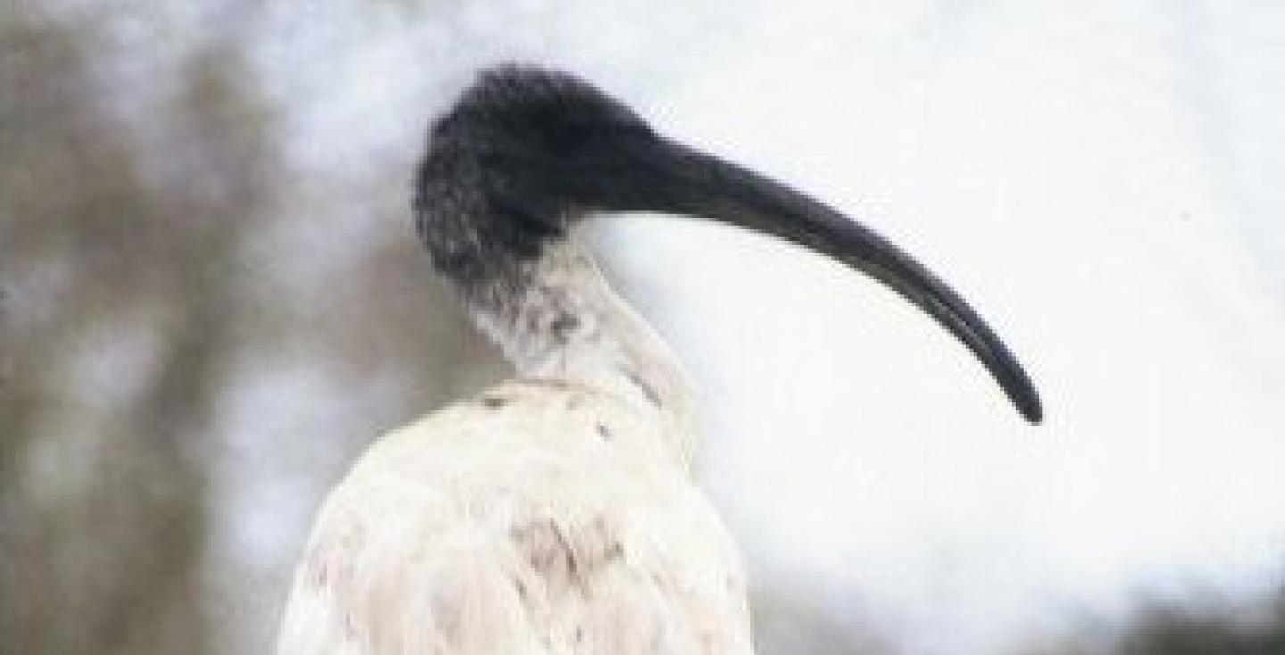 Australische witte ibis