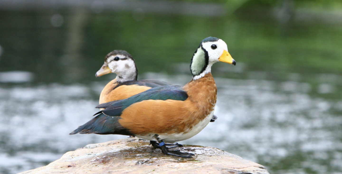 Afrikaanse pygmeegans