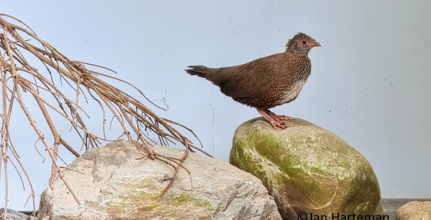 Ptilopachus petrosus