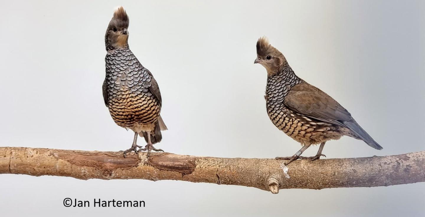 Blauwschubbenkwartel