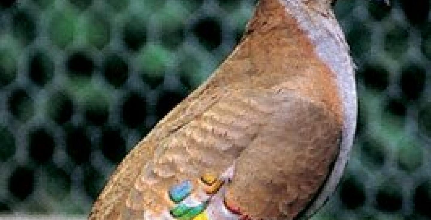 Sierlijke bronsvleugelduif