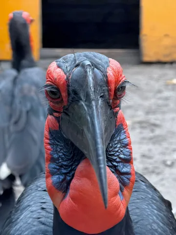 Zuidelijke hoornraaf