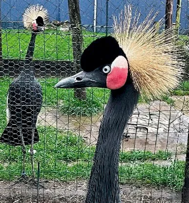 Zwarte kroonkraanvogel