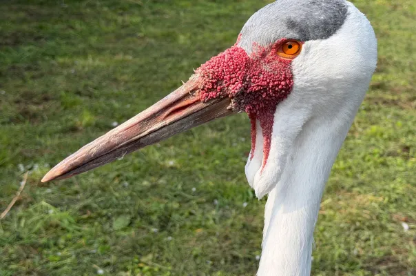 Siberische kraanvogel