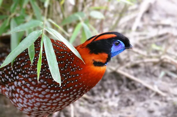 Tragopan temminckii