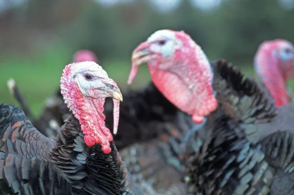 Vogelgriep kalkoenenbedrijf