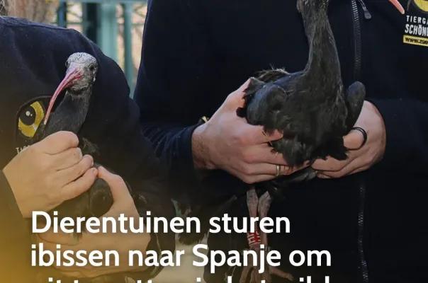 Dierentuinen sturen ibissen naar Spanje om uit te zetten in het wild