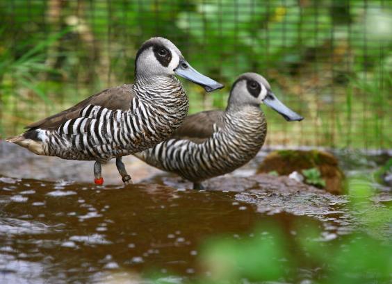 Pink-eared ducks, Roze-oor eenden