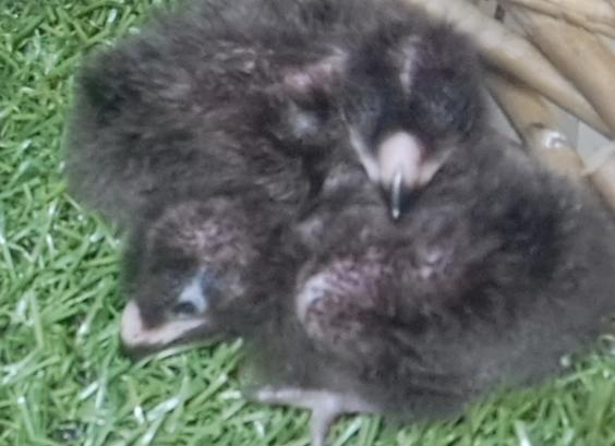 Jonge Roodkuiftoerako's in nest