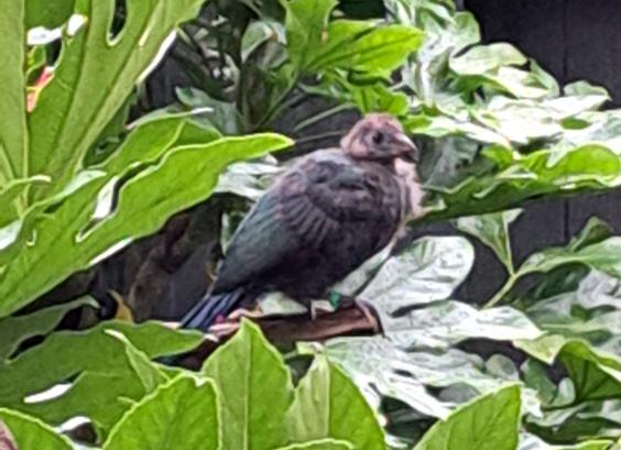 Juveniel Roodkuiftoerako