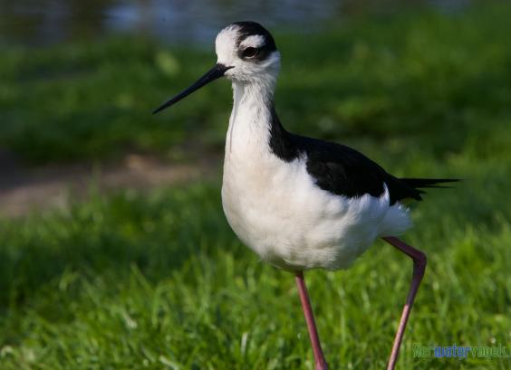 Mexicaanse steltkluut