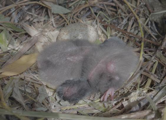 Rode ibis nest met kuikens