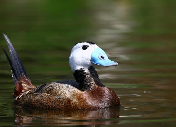Witkop stekelstaarteend