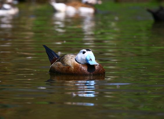 Witkop stekelstaarteend