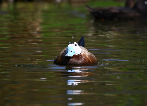 Witkop stekelstaarteend