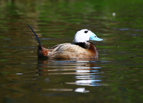 Witkop stekelstaarteend