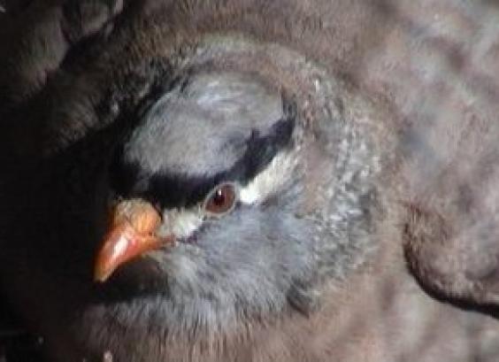 Perzische zandpatrijs