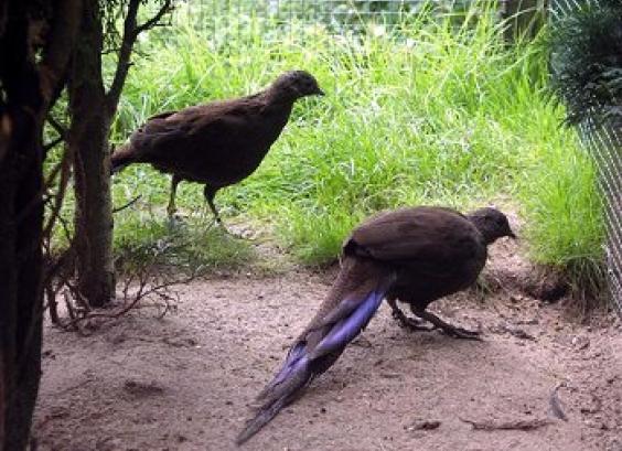 Bronsstaart pauwfazant