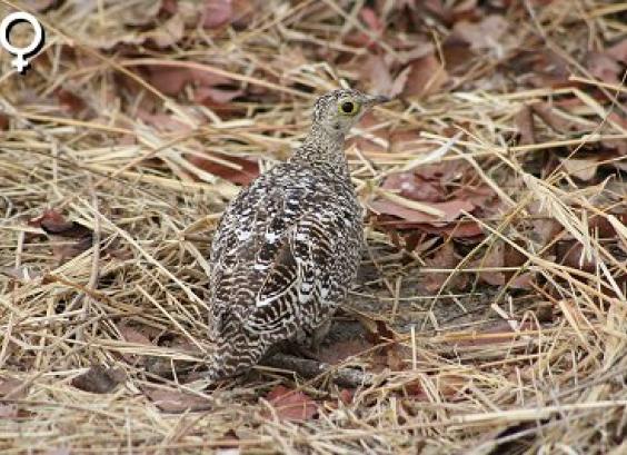 Dubbelbandzandhoen hen