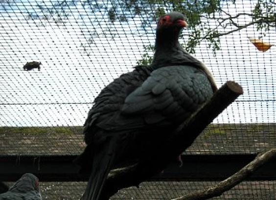 Nieuw Guinese bergduif